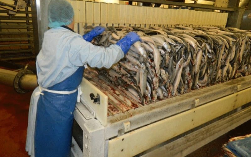 Fish Processed by Vertical Plate Freezers