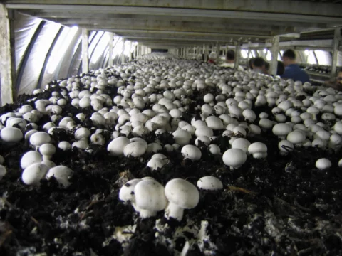Mushroom Room